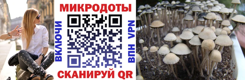 Псилоцибиновые грибы Cubensis  Афипский 